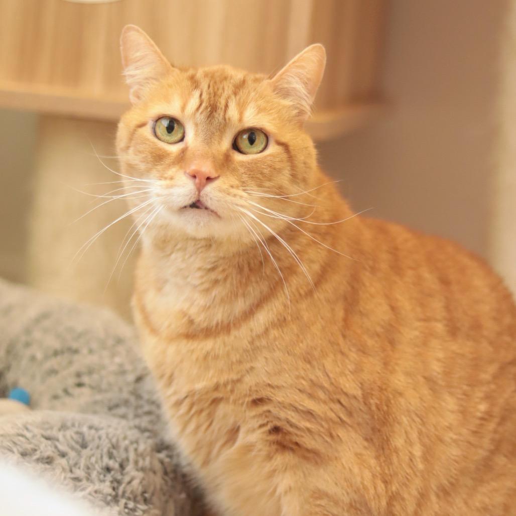 Enlarge Elliot, a Adoptable mixed breed in Philadelphia, PA image 5/6