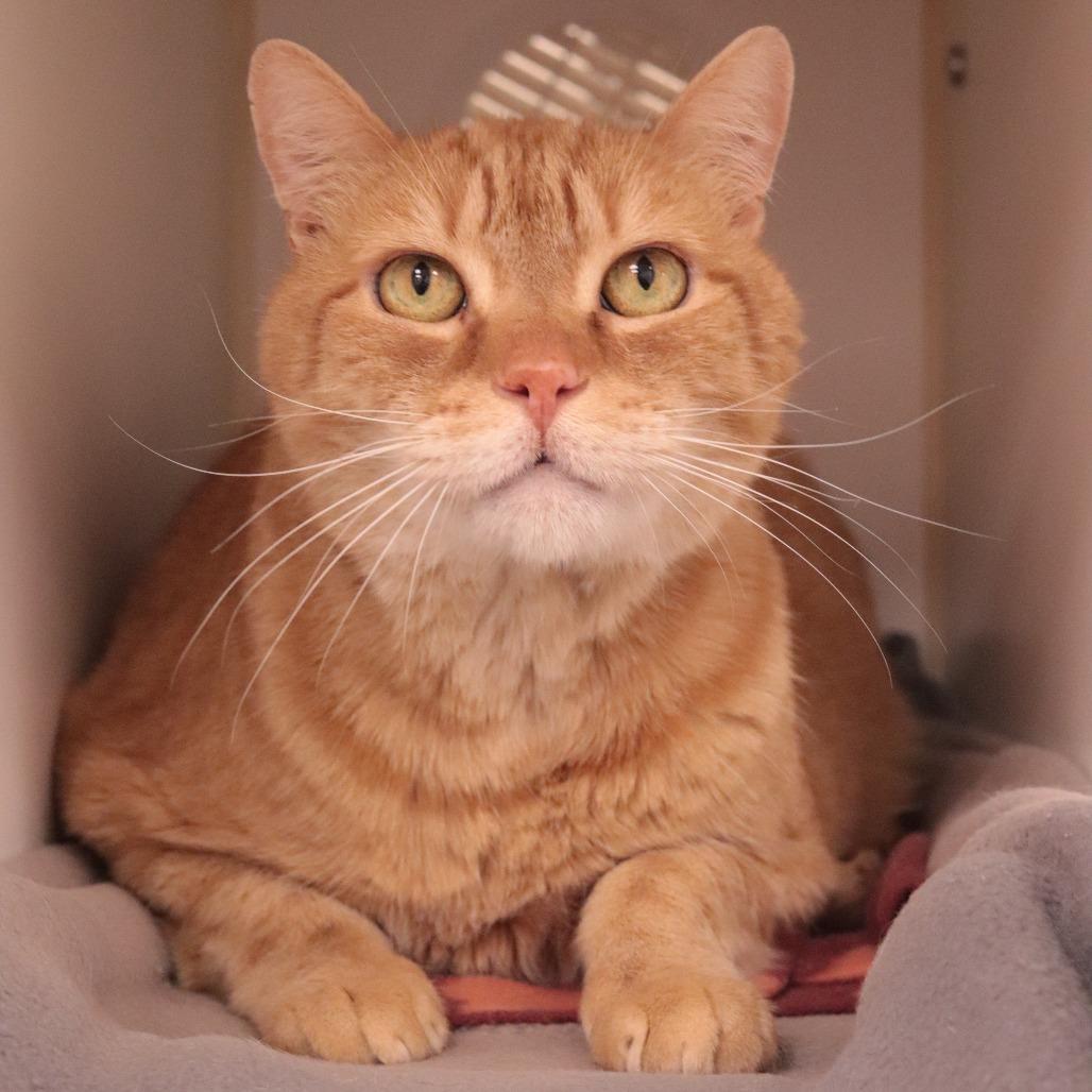 Enlarge Elliot, a Adoptable mixed breed in Philadelphia, PA image 6/6
