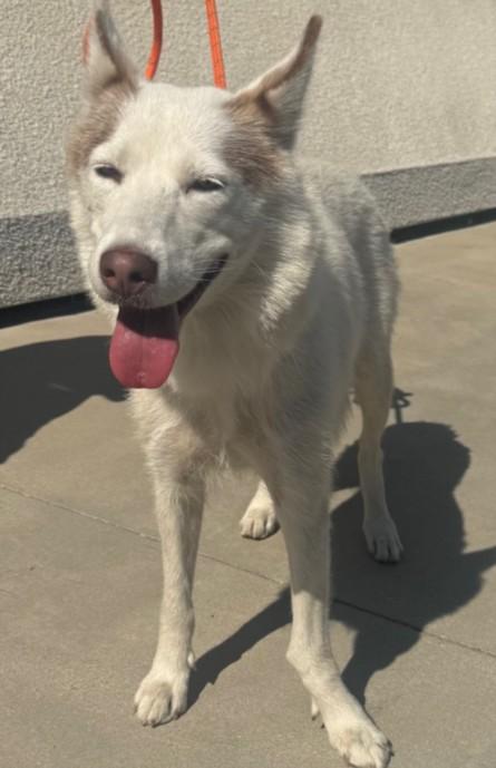 SKY, Adoptable, Young Female Siberian Husky.