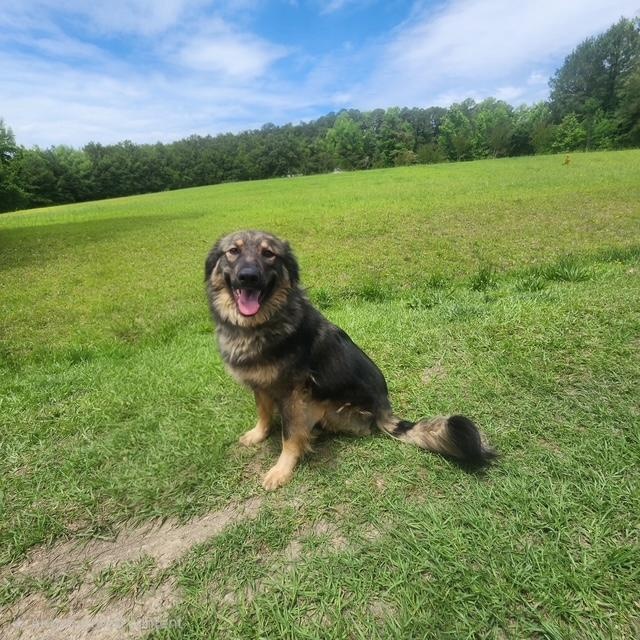Enlarge Max, an adopted German Shepherd Dog in Manhasset, NY image 1/5