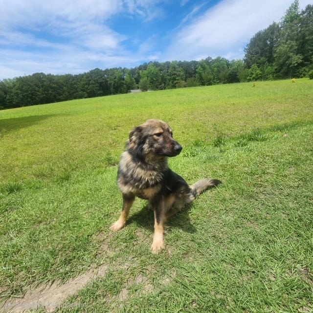 Enlarge Max, an adopted German Shepherd Dog in Manhasset, NY image 4/5