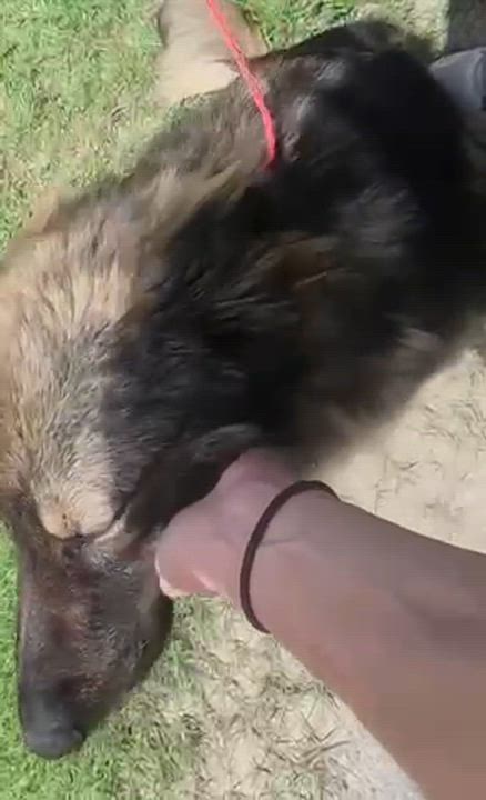 Enlarge Max, an adopted German Shepherd Dog in Manhasset, NY video 3/5