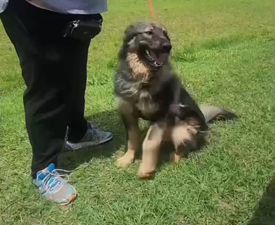 Enlarge Max, an adopted German Shepherd Dog in Manhasset, NY video 2/5