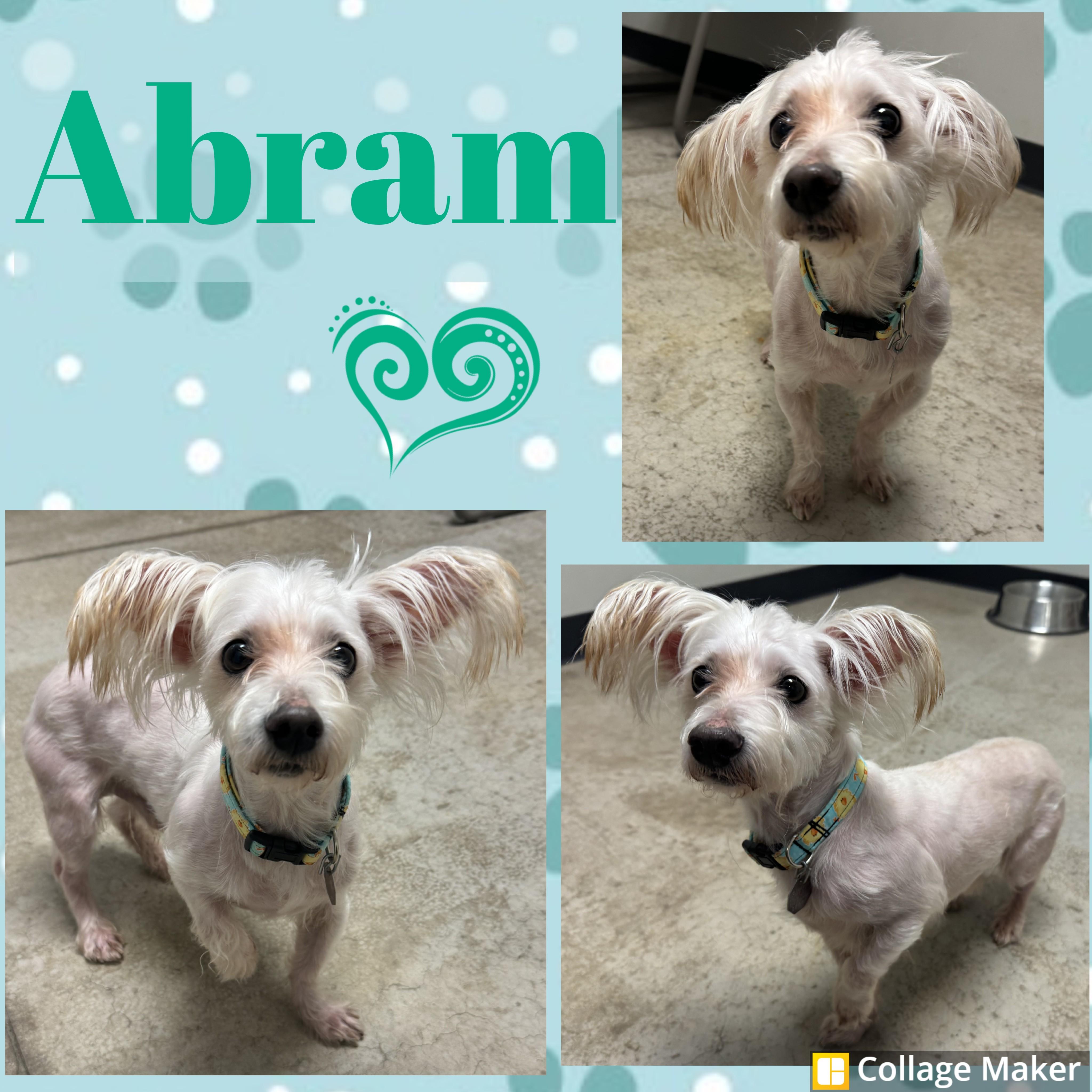Abram, ADOPTABLE, Adult Male Maltese.
