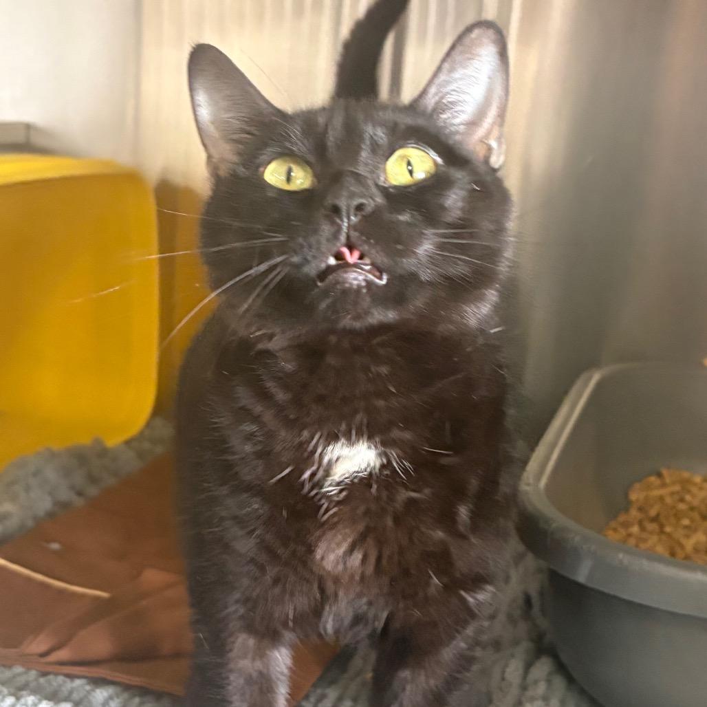 Marshmallow, Adoptable, Adult Female Domestic Short Hair.