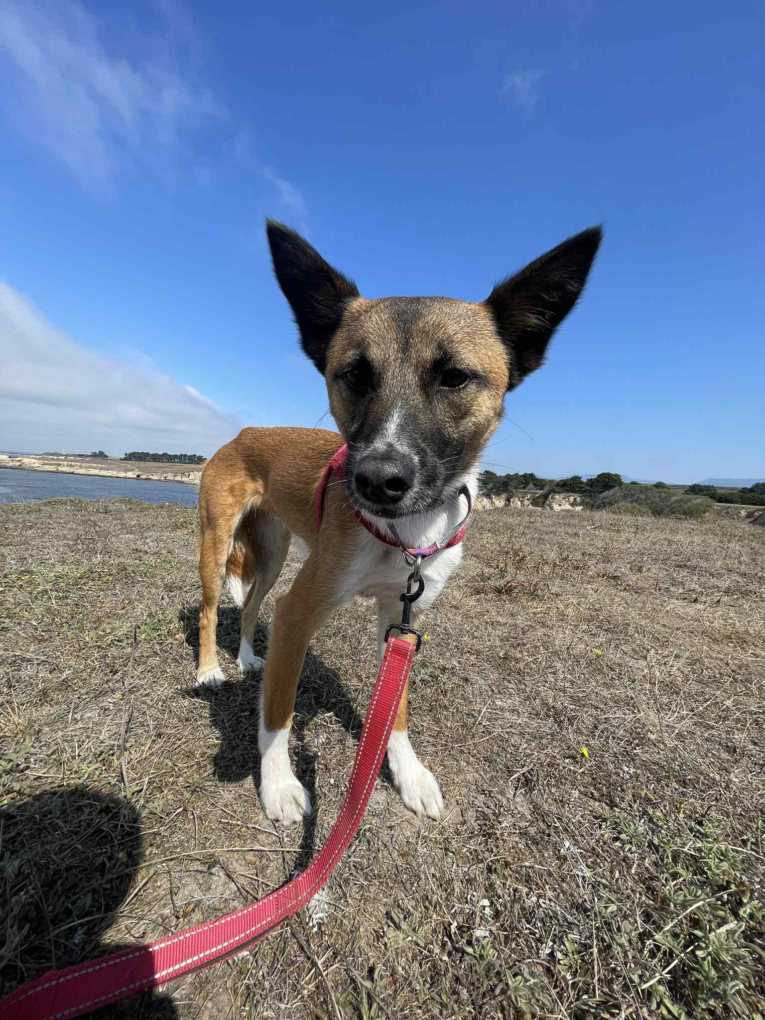 Kya, a Adoptable mixed breed in San Ramon, CA image 5/6