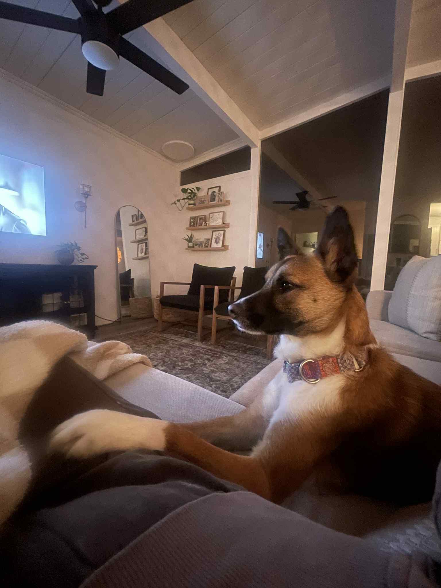 Kya, a Adoptable mixed breed in San Ramon, CA image 2/6