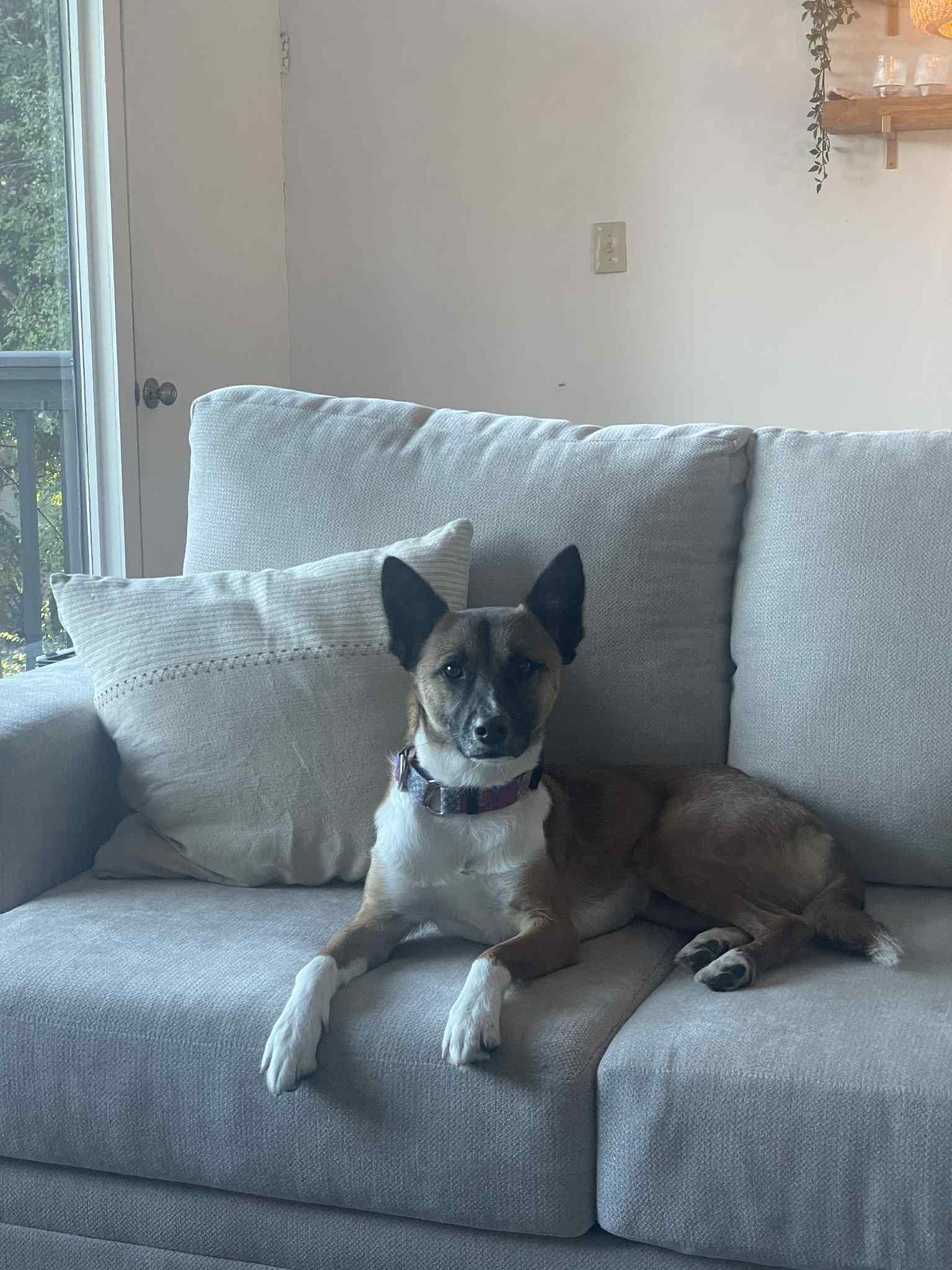 Kya, a Adoptable mixed breed in San Ramon, CA image 6/6