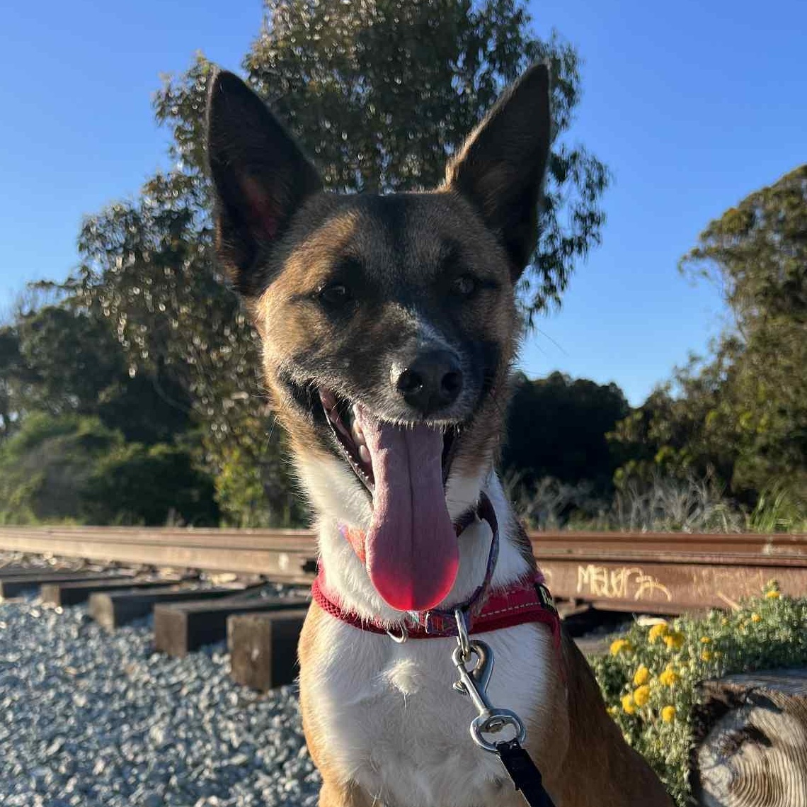 Kya, a Adoptable mixed breed in San Ramon, CA image 1/6