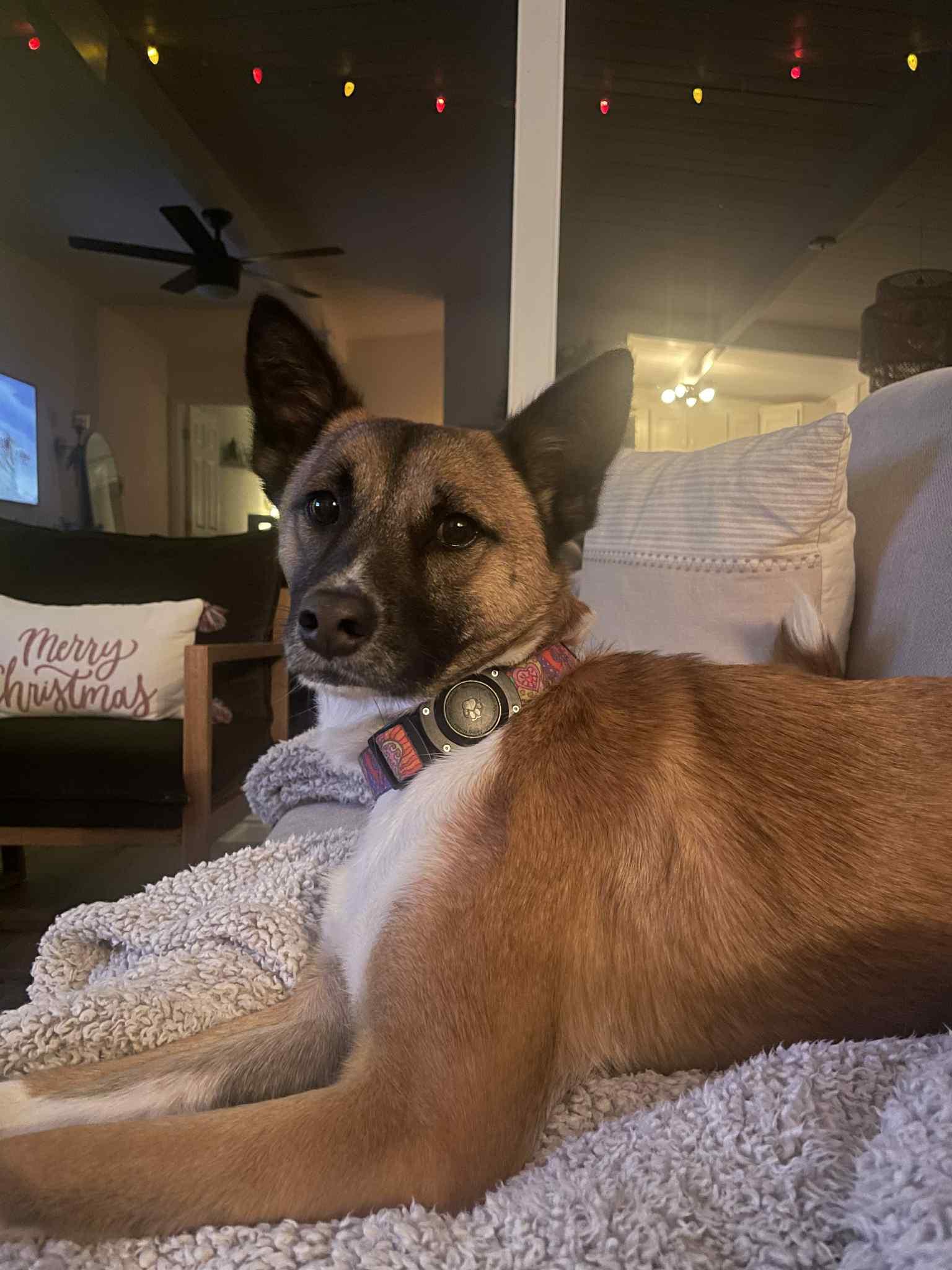 Kya, a Adoptable mixed breed in San Ramon, CA image 3/6