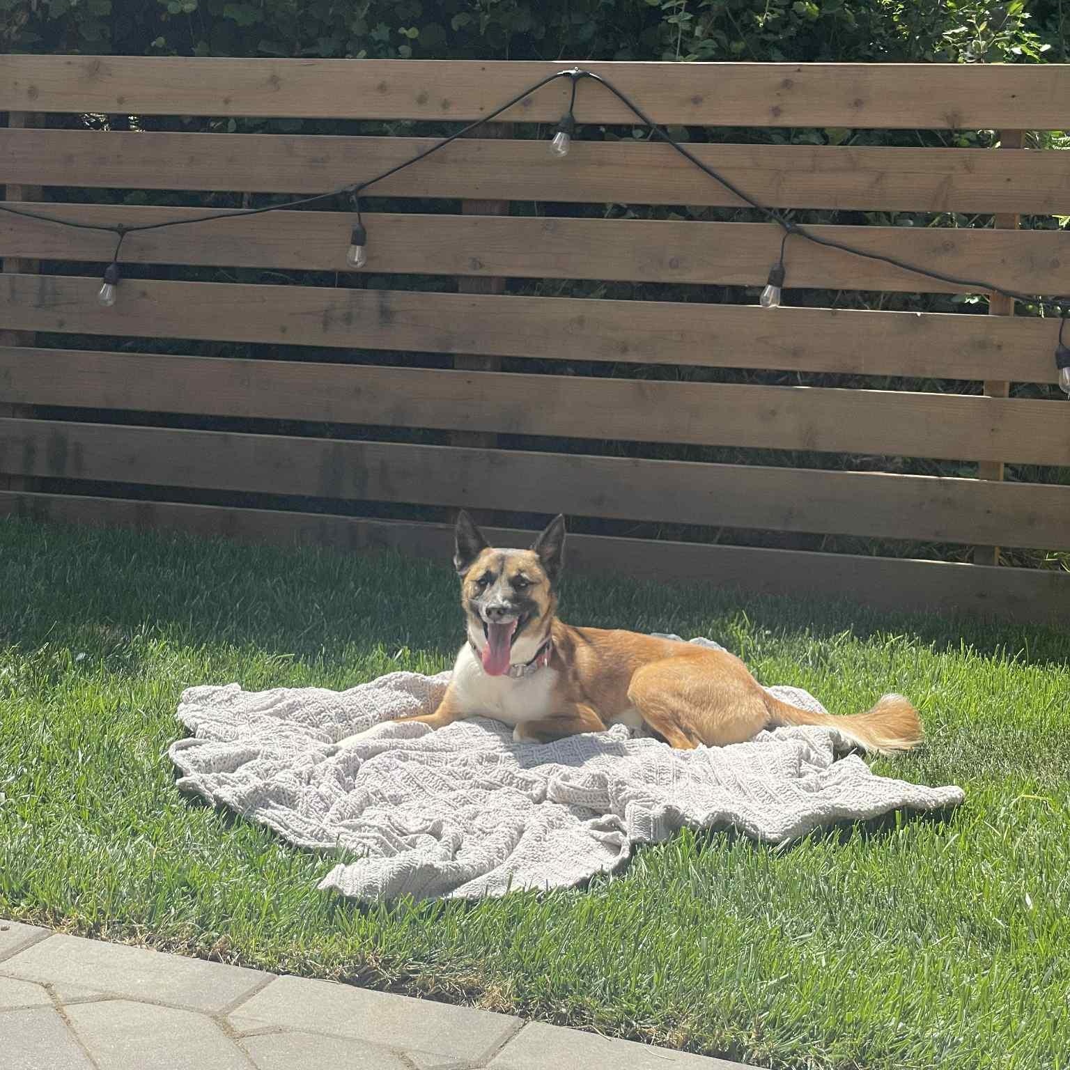 Kya, a Adoptable mixed breed in San Ramon, CA image 4/6