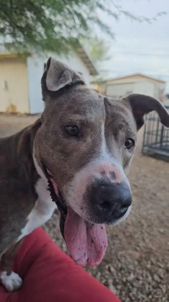 Enlarge Moana, a ADOPTABLE Pit Bull Terrier in Mesa, AZ image 3/3
