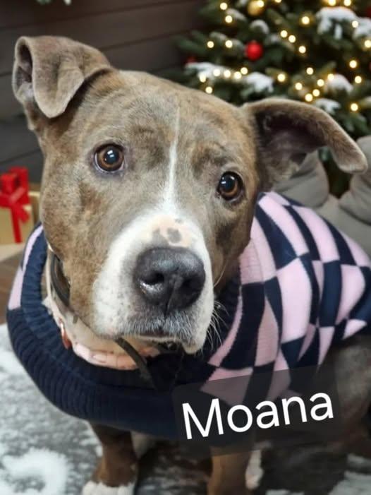 Enlarge Moana, a ADOPTABLE Pit Bull Terrier in Mesa, AZ image 1/3