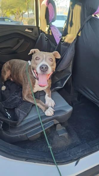 Enlarge Moana, a ADOPTABLE Pit Bull Terrier in Mesa, AZ image 2/3