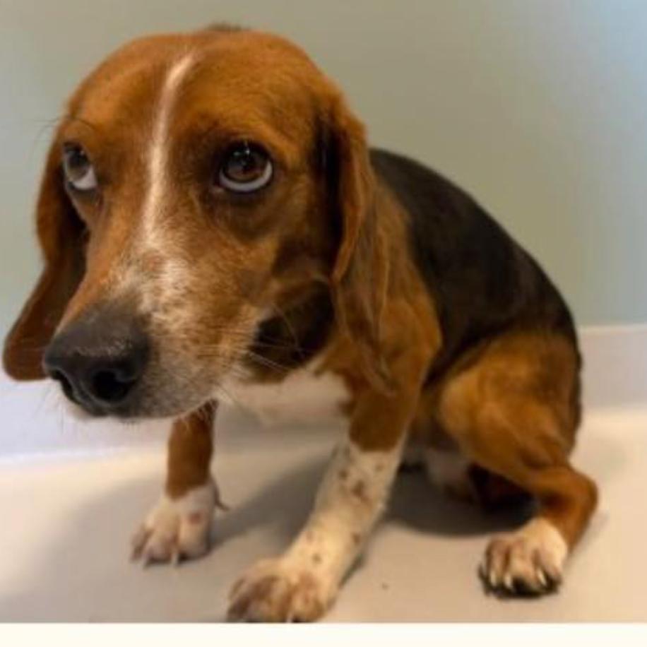 Enlarge GusGus, a Adoptable mixed breed in Raleigh, NC image 1/1