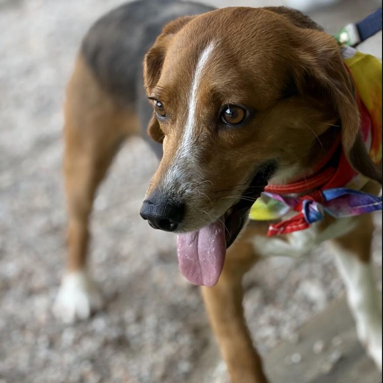 GusGus, Adoptable, Adult Male Beagle & Mixed Breed.