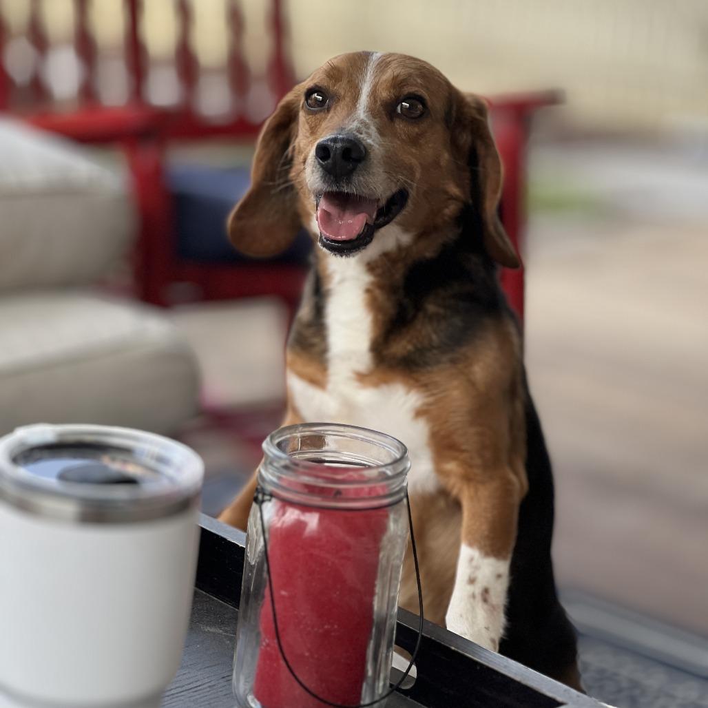 Enlarge GusGus, a Adoptable mixed breed in Raleigh, NC image 2/3