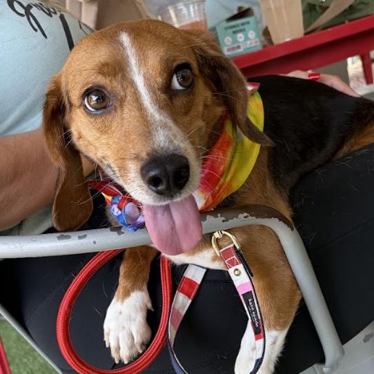 GusGus, a Adoptable mixed breed in Raleigh, NC image 3/6