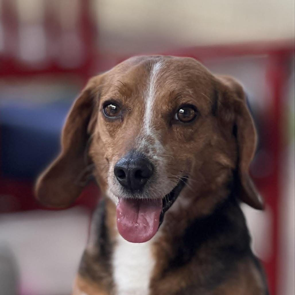 GusGus, a Adoptable mixed breed in Raleigh, NC image 4/6