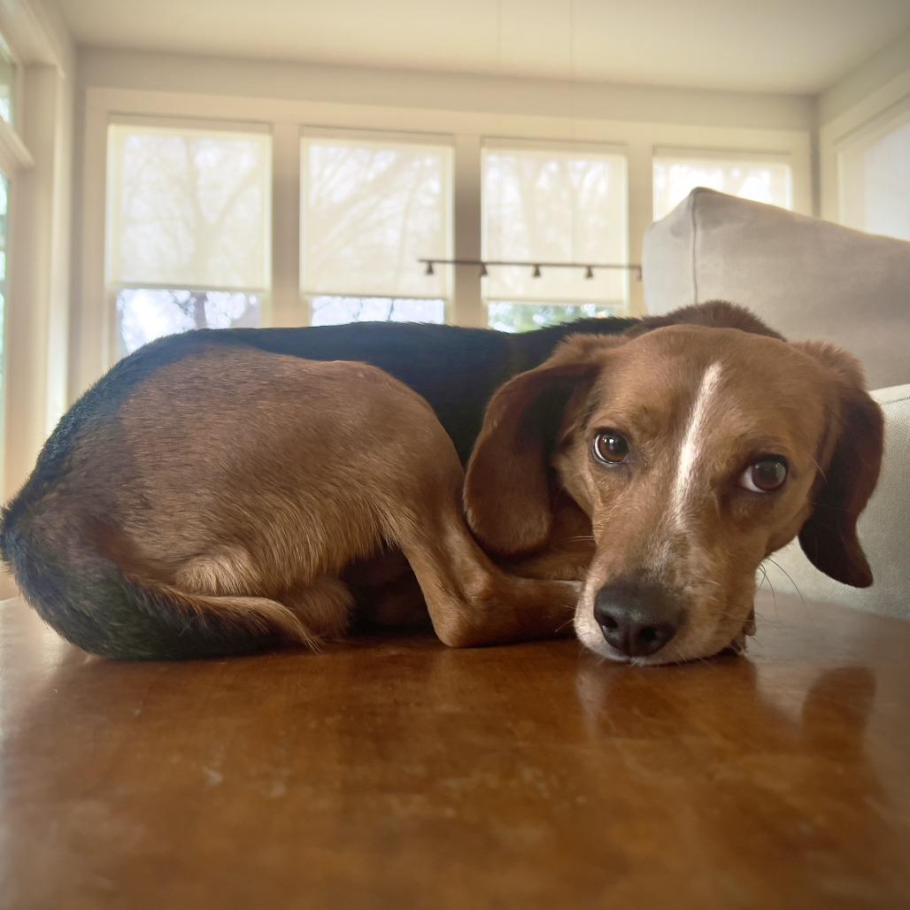 Enlarge GusGus, a Adoptable mixed breed in Raleigh, NC image 3/3