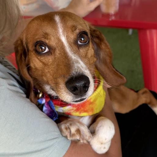 GusGus, a Adoptable mixed breed in Raleigh, NC image 6/6