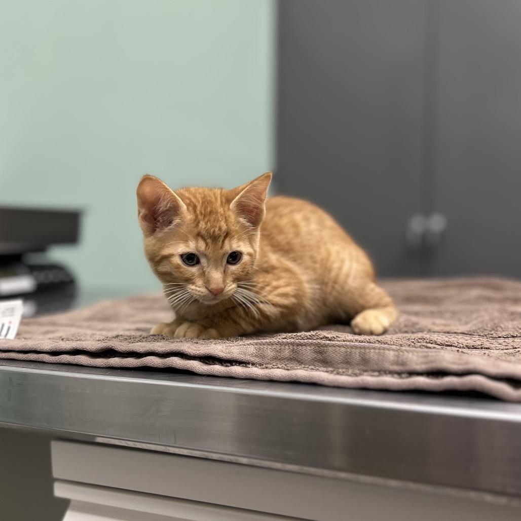 Enlarge Copper, a Adoptable Domestic Short Hair in Pittsburgh, PA image 1/2