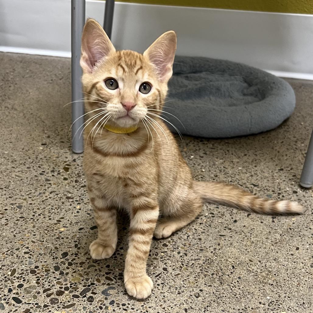 Enlarge Copper, a Adoptable Domestic Short Hair in Pittsburgh, PA image 2/2