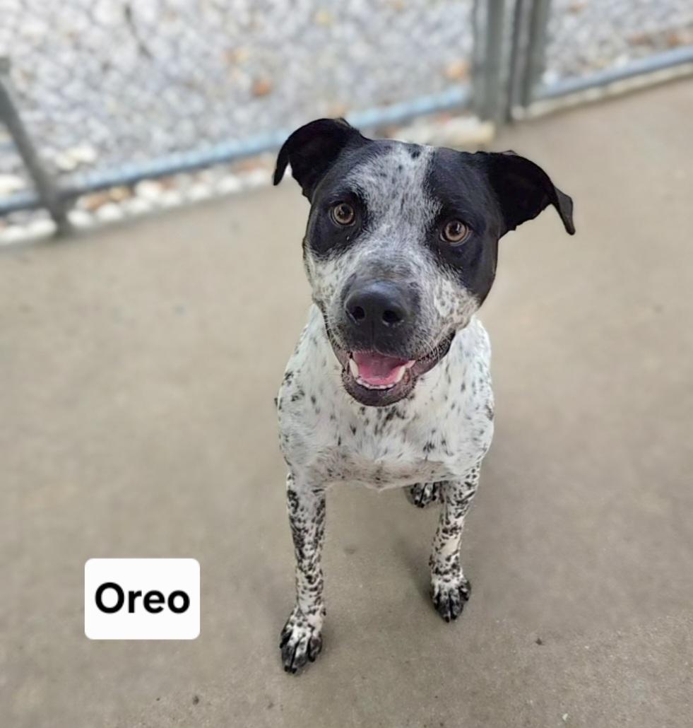 Enlarge Oreo , a Adoptable mixed breed in Mount Carmel, IL image 1/6