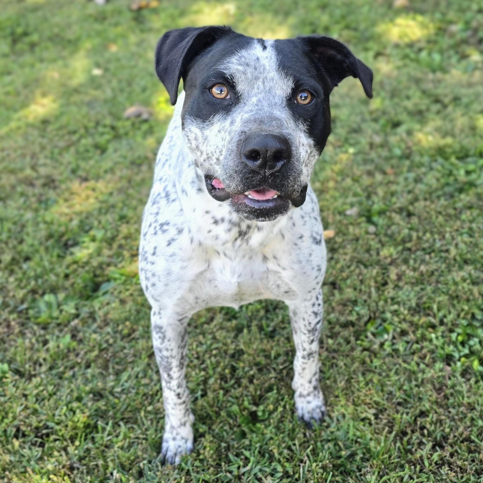 Enlarge Oreo , a Adoptable mixed breed in Mount Carmel, IL image 1/6