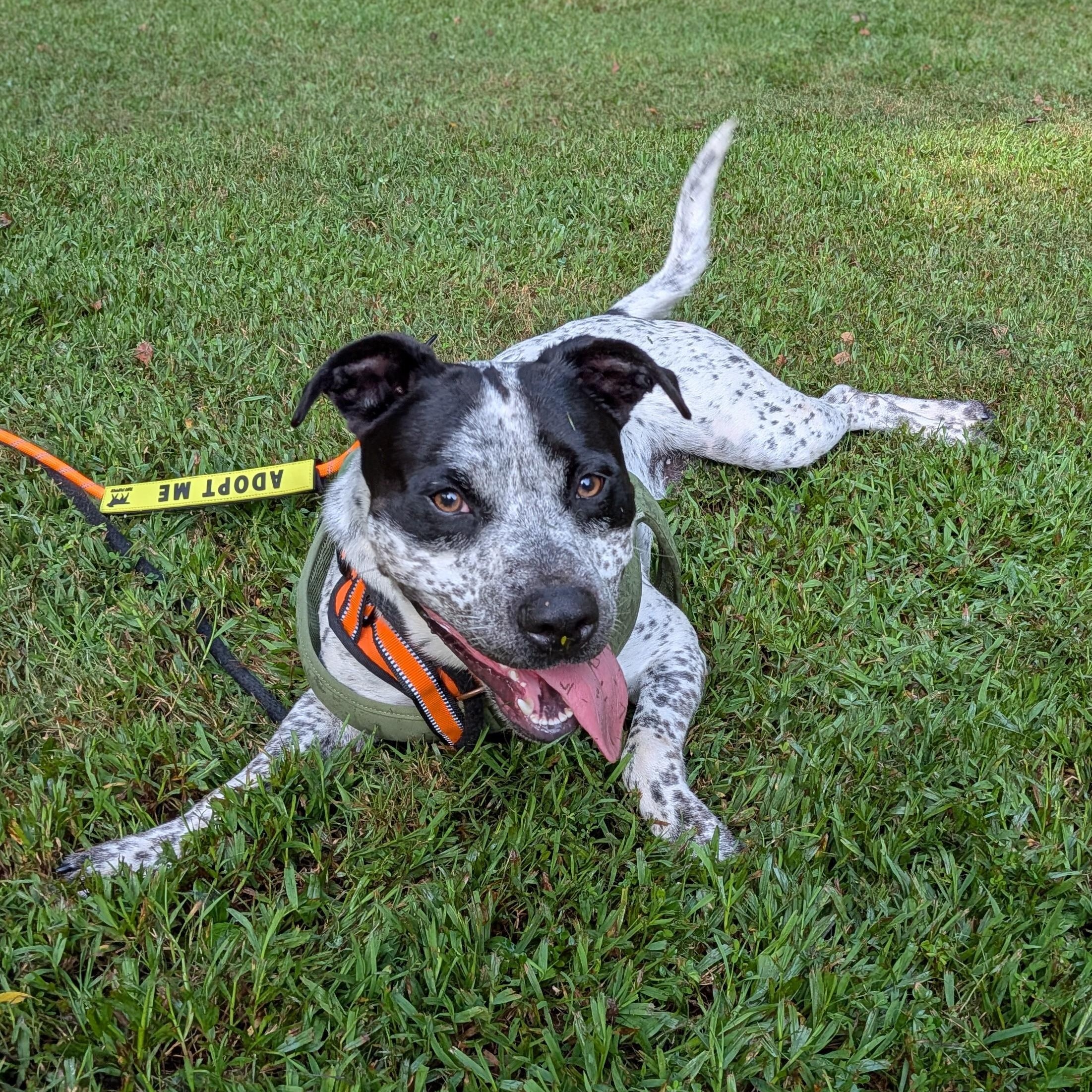 Oreo , ADOPTABLE, Young Male Terrier.