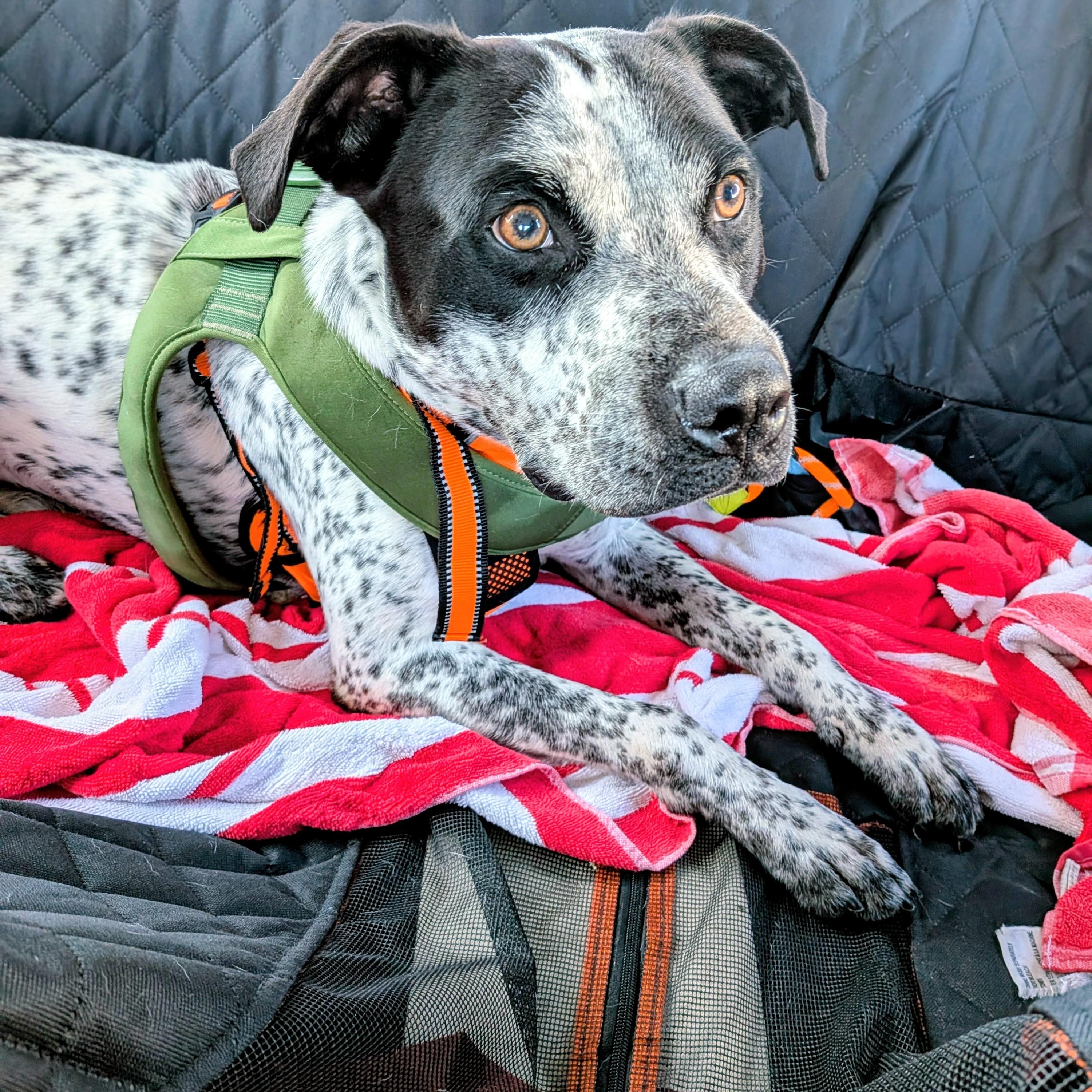 Enlarge Oreo , a Adoptable mixed breed in Mount Carmel, IL image 5/6