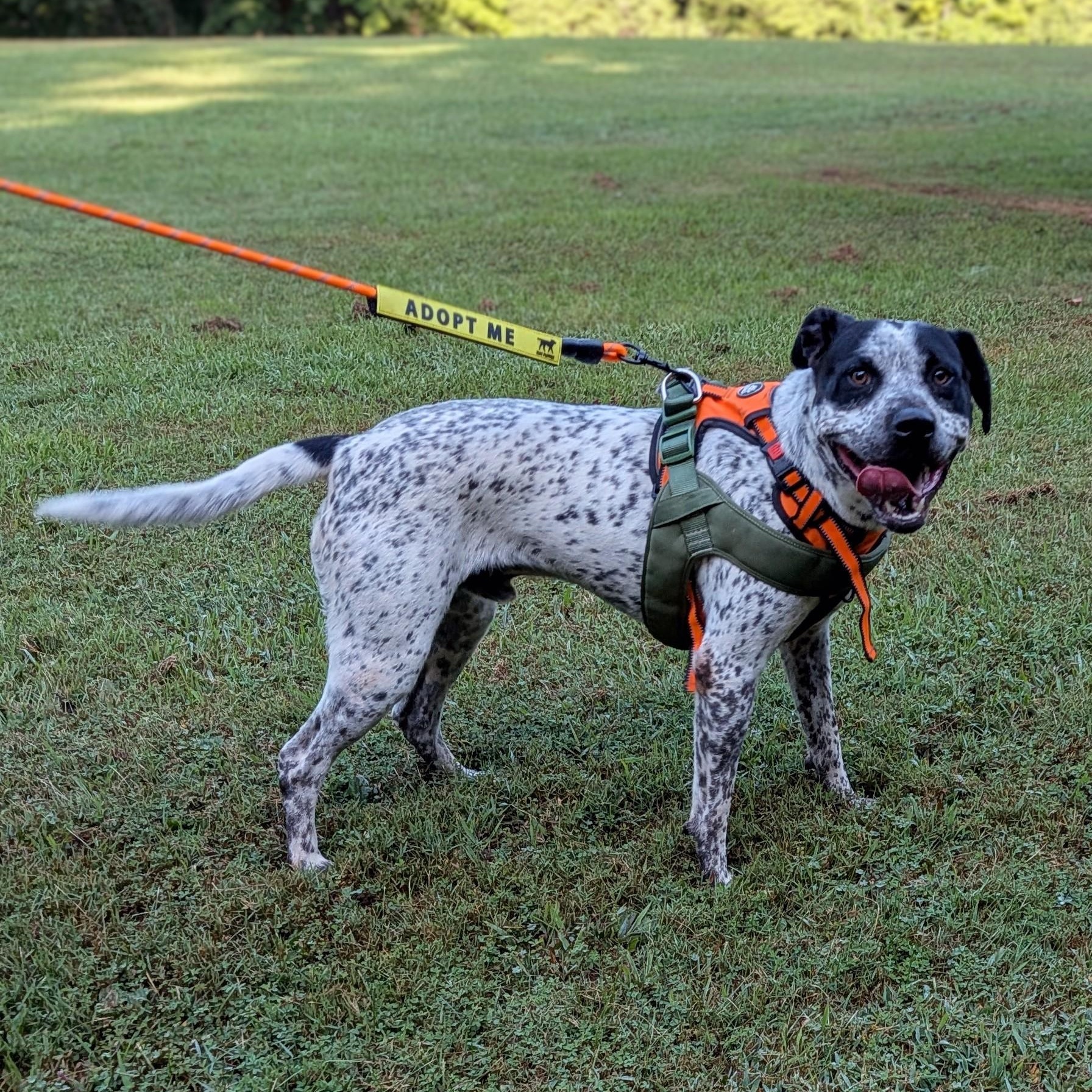 Enlarge Oreo , a ADOPTABLE mixed breed in Mount Carmel, IL image 5/6