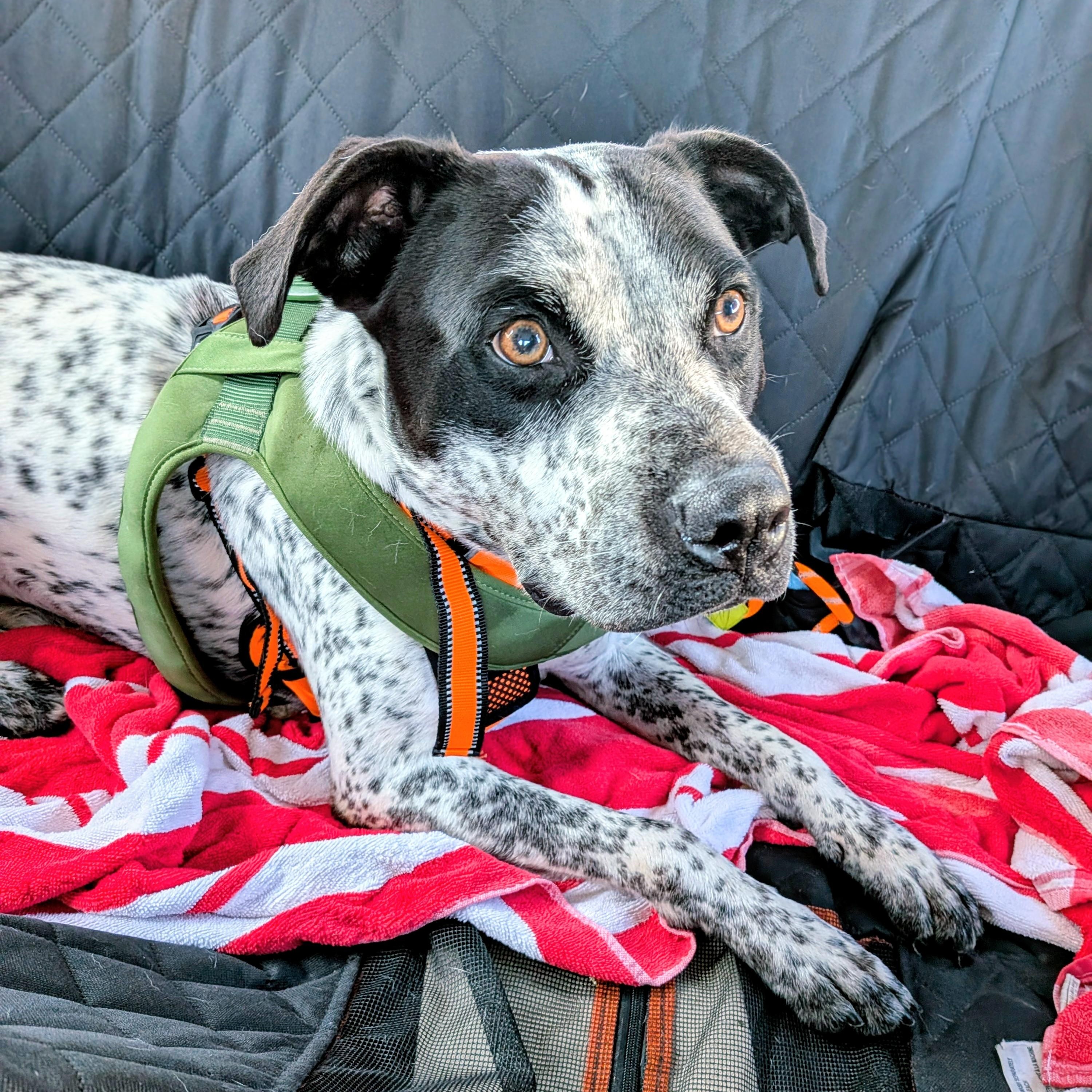 Enlarge Oreo , a ADOPTABLE mixed breed in Mount Carmel, IL image 6/6