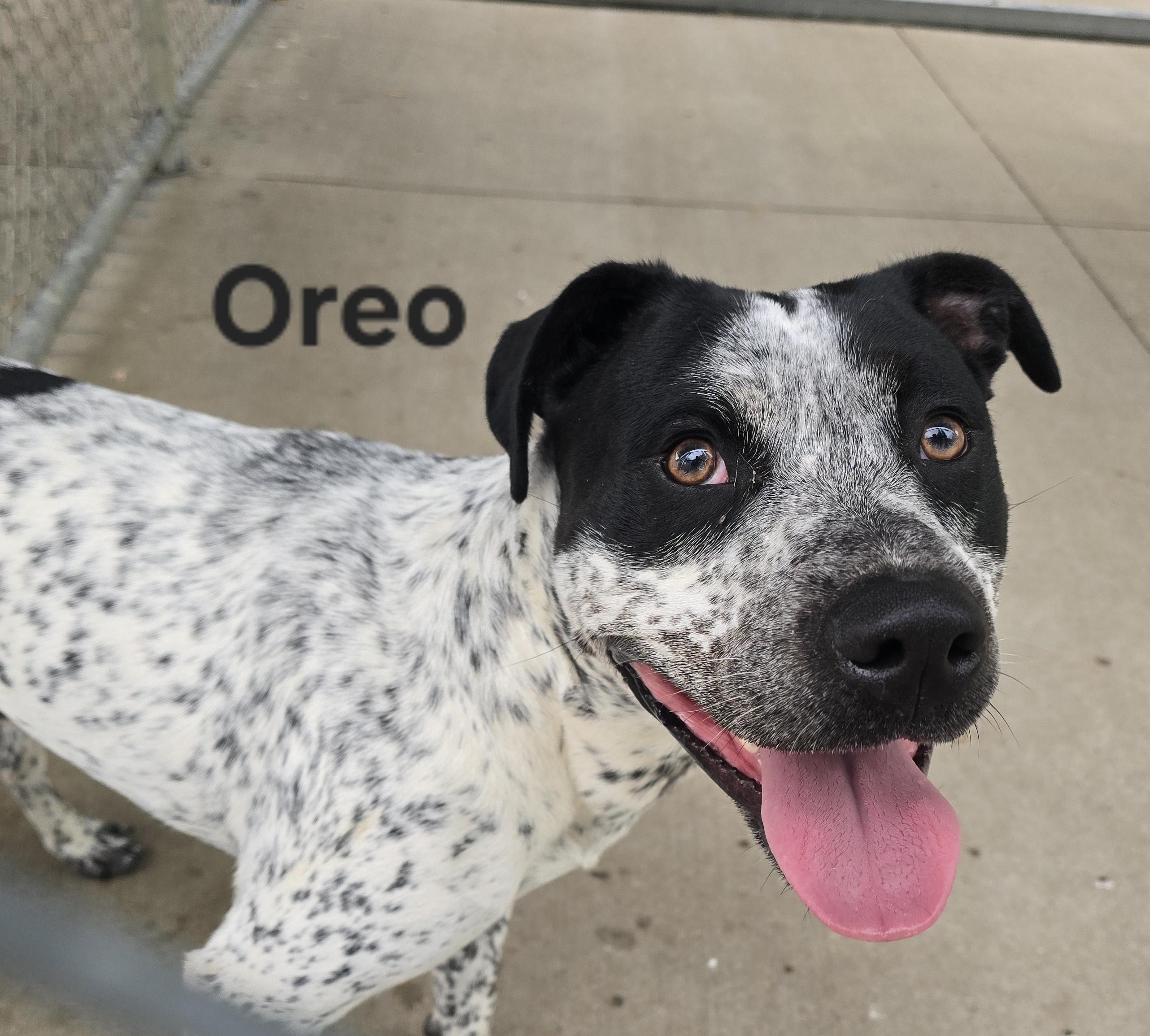 Enlarge Oreo , a Adoptable mixed breed in Mount Carmel, IL image 2/6