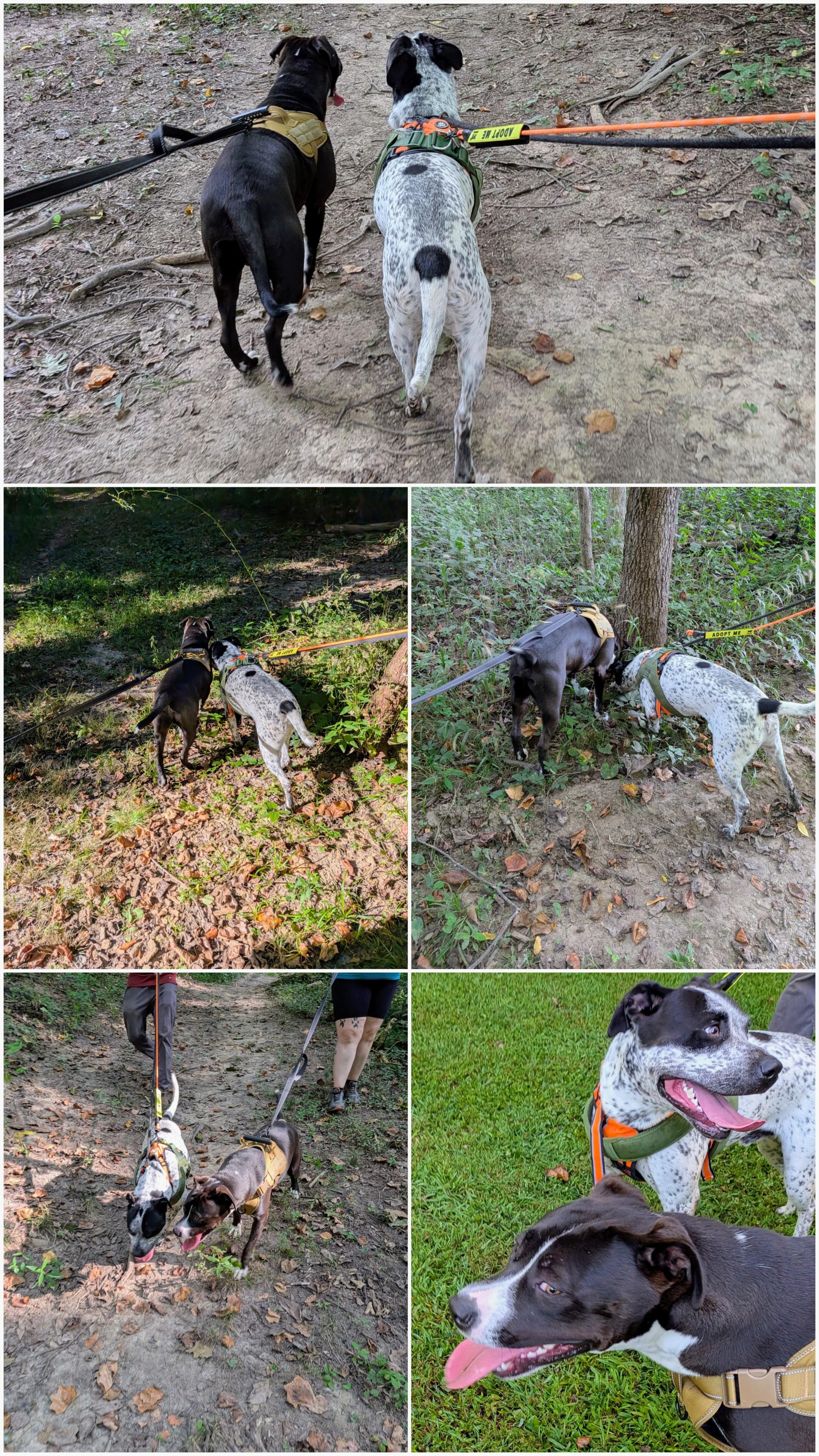 Enlarge Oreo , a ADOPTABLE mixed breed in Mount Carmel, IL image 4/6