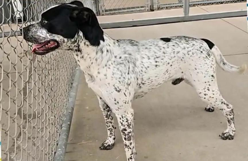 Enlarge Oreo , a ADOPTABLE mixed breed in Mount Carmel, IL image 4/5