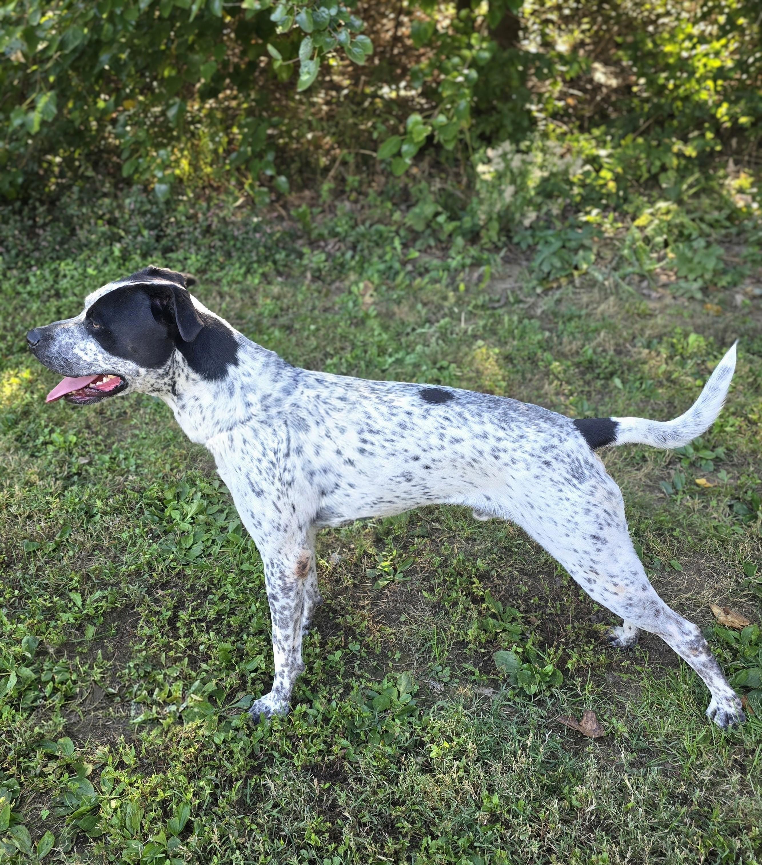 Enlarge Oreo , a Adoptable mixed breed in Mount Carmel, IL image 2/6