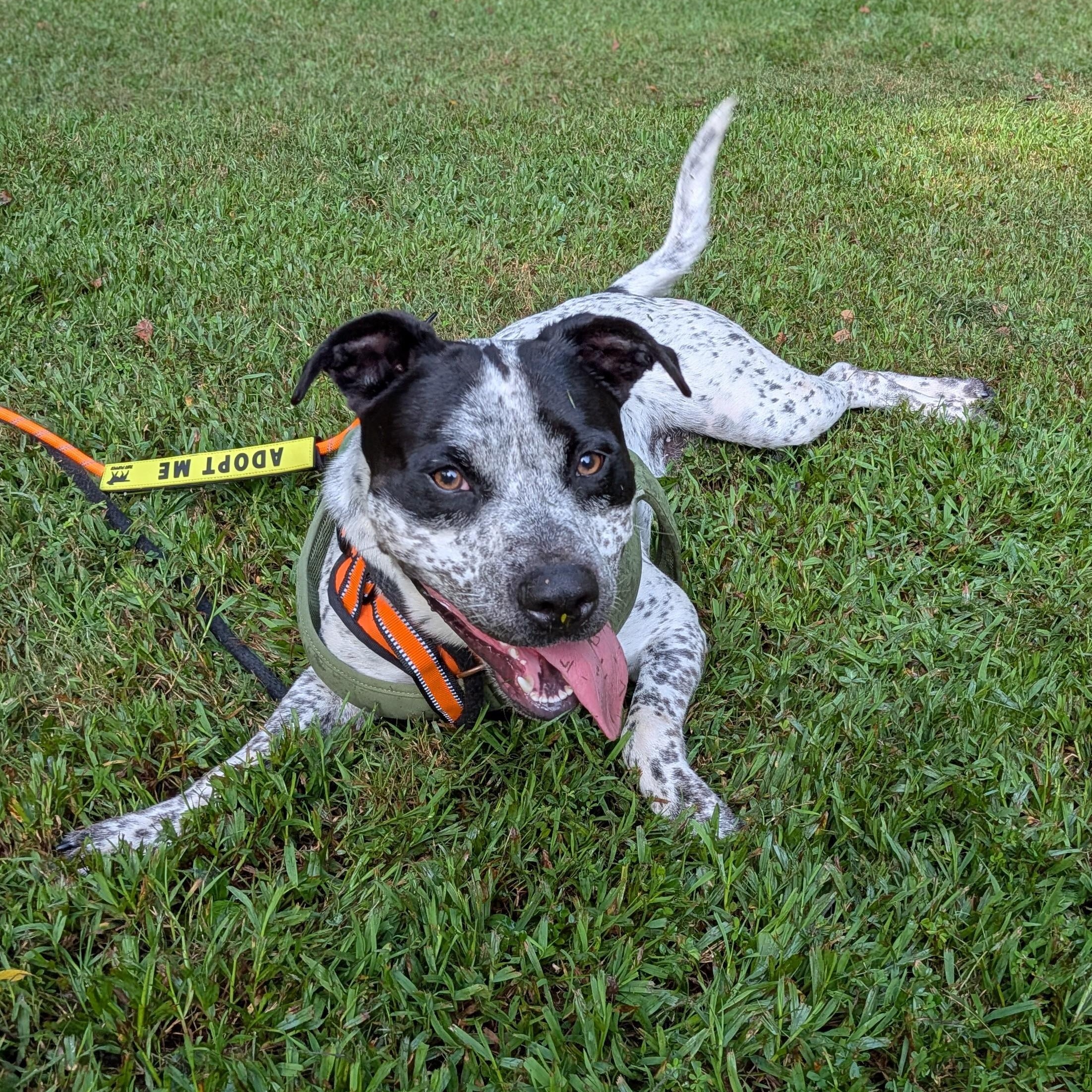 Enlarge Oreo , a Adoptable mixed breed in Mount Carmel, IL image 4/6