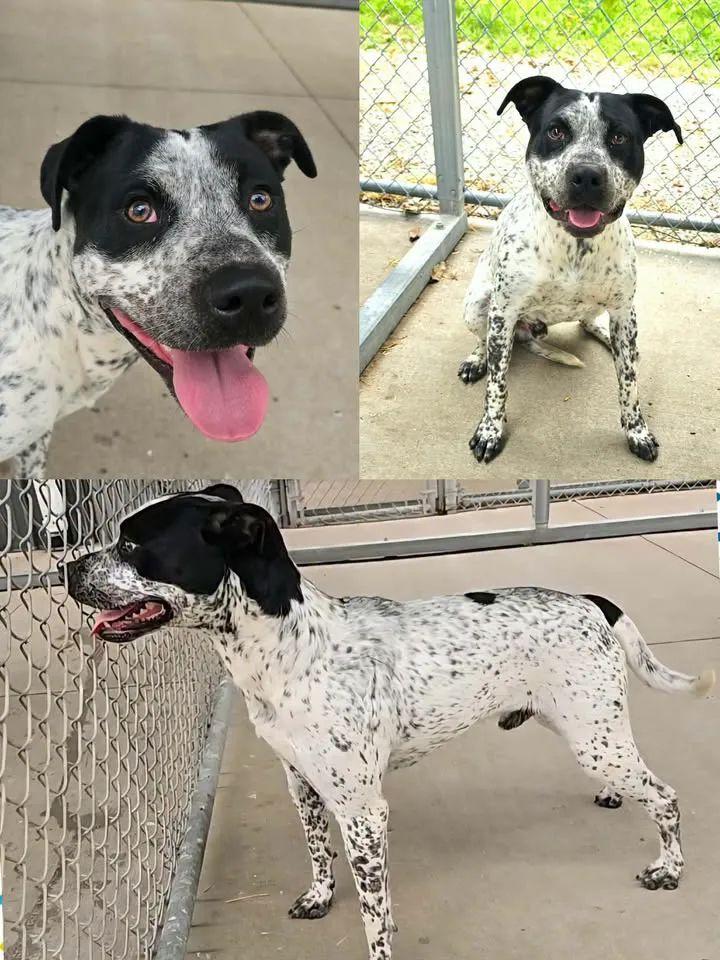 Enlarge Oreo , a ADOPTABLE mixed breed in Mount Carmel, IL image 3/5