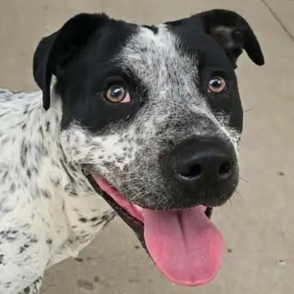Oreo , ADOPTABLE, Young Male Terrier.