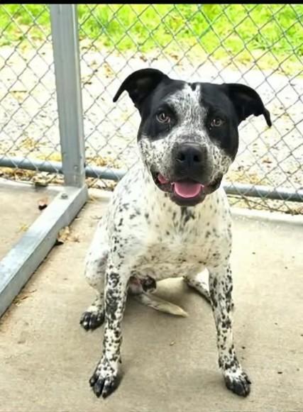 Oreo , ADOPTABLE, Young Male Terrier.
