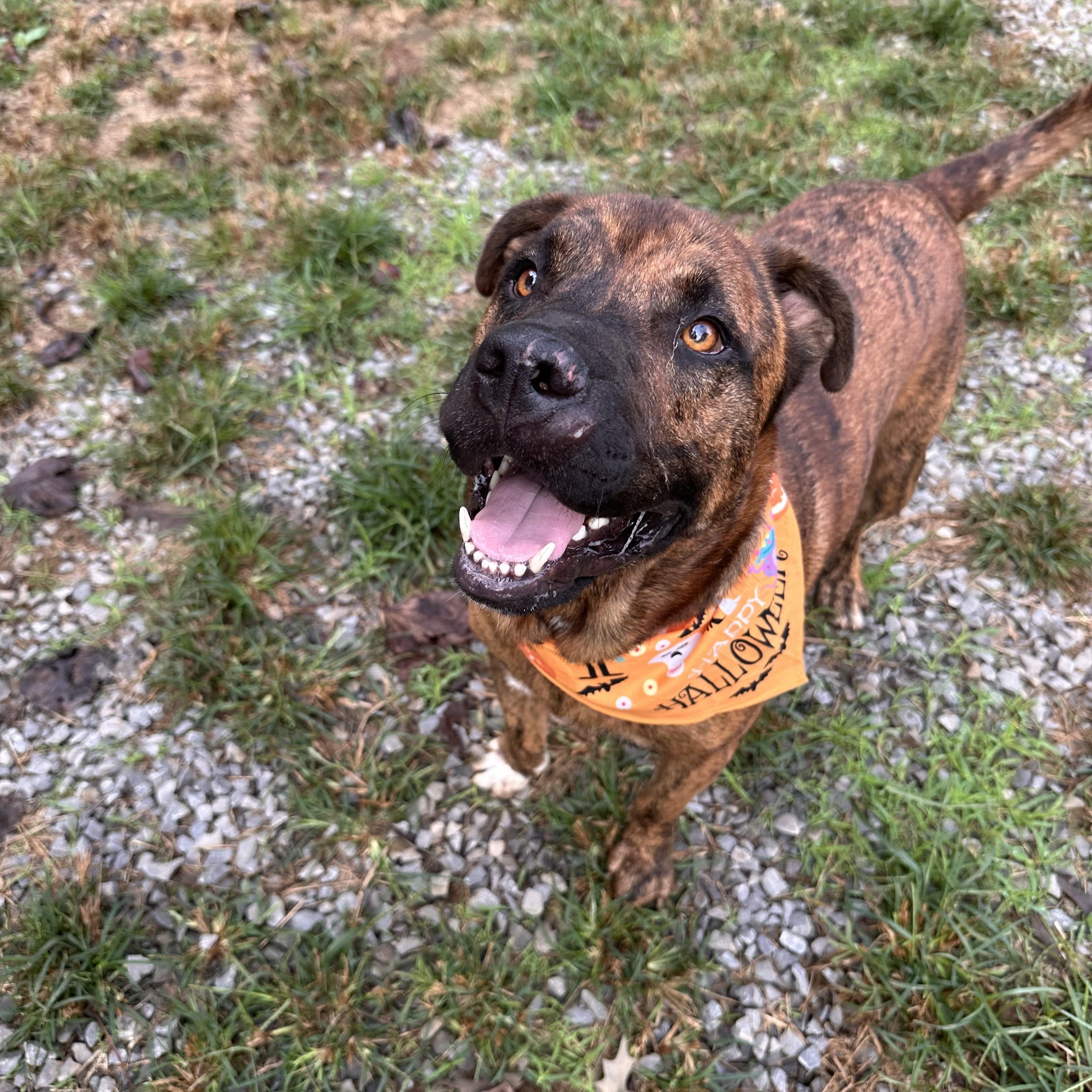 Enlarge Zues, a Adoptable mixed breed in Sequatchie, TN image 2/5