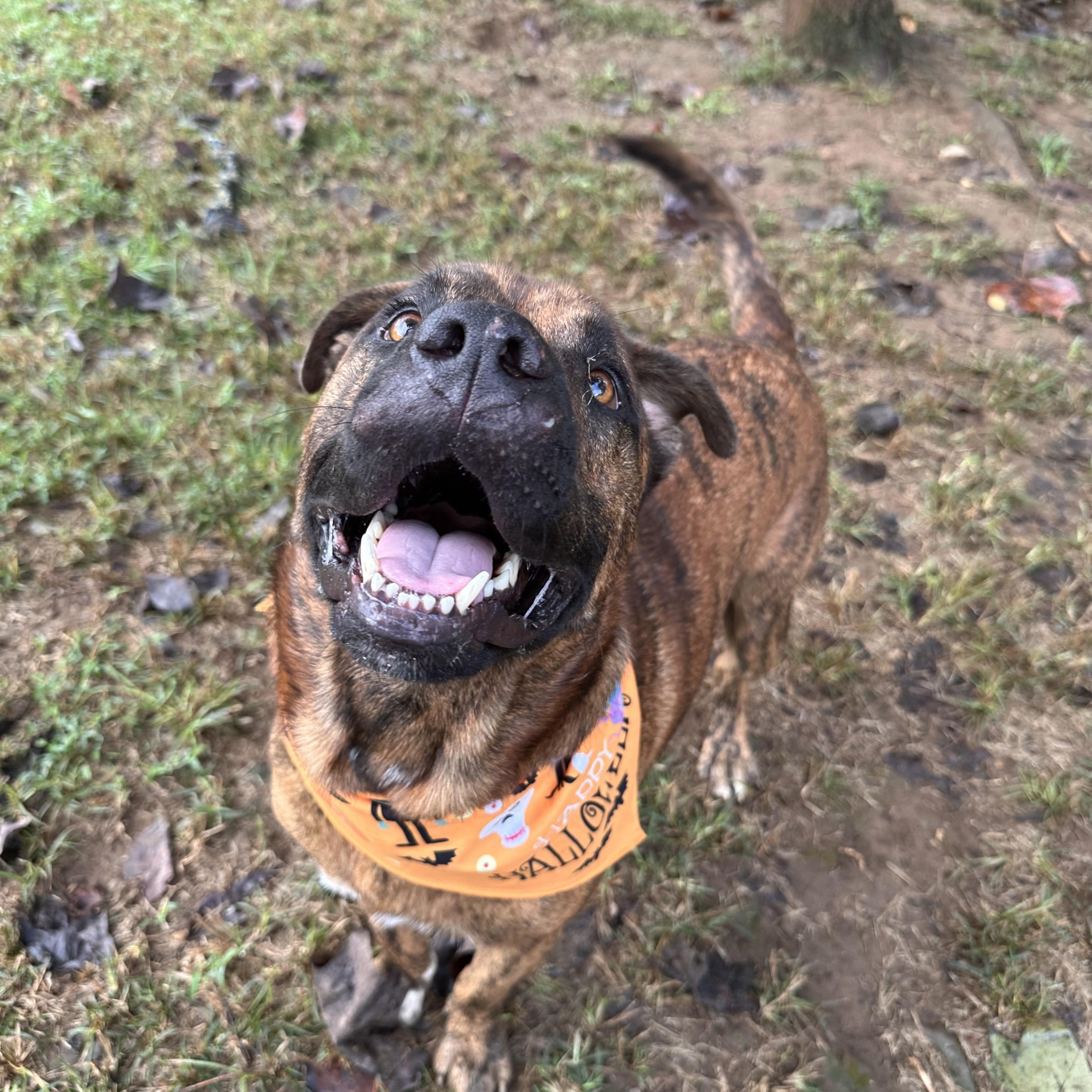 Enlarge Zues, a Adoptable mixed breed in Sequatchie, TN image 3/5
