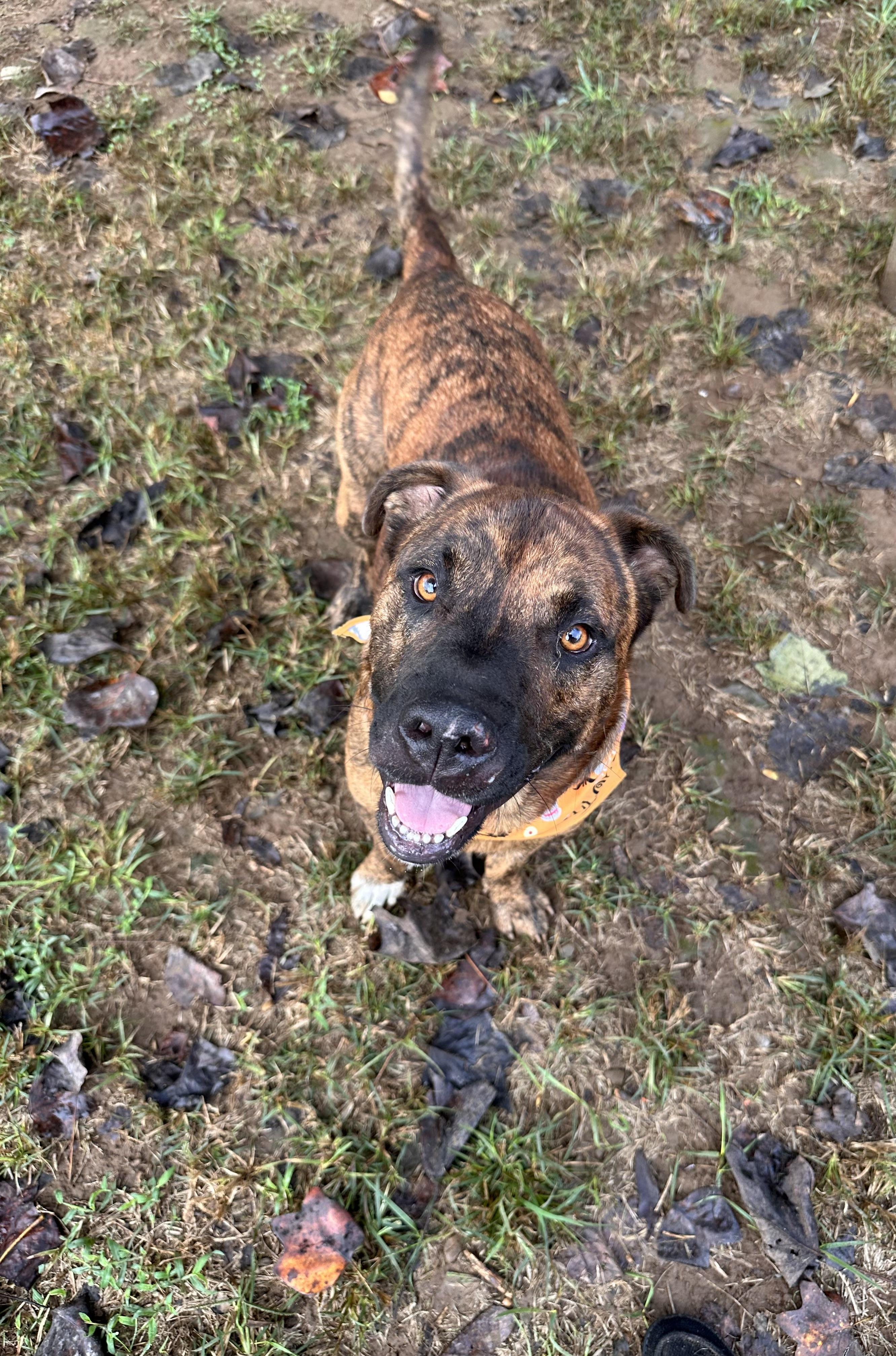 Enlarge Zues, a Adoptable mixed breed in Sequatchie, TN image 4/5