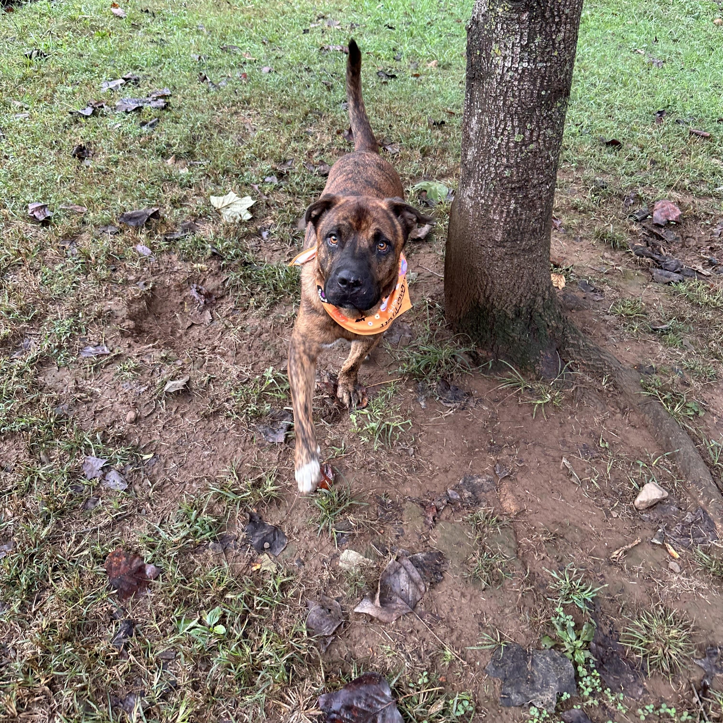 Enlarge Zues, a Adoptable mixed breed in Sequatchie, TN image 5/5