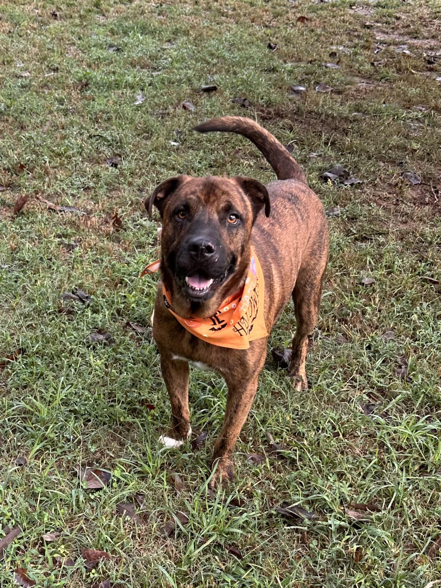 Enlarge Zues, a Adoptable mixed breed in Sequatchie, TN image 1/5