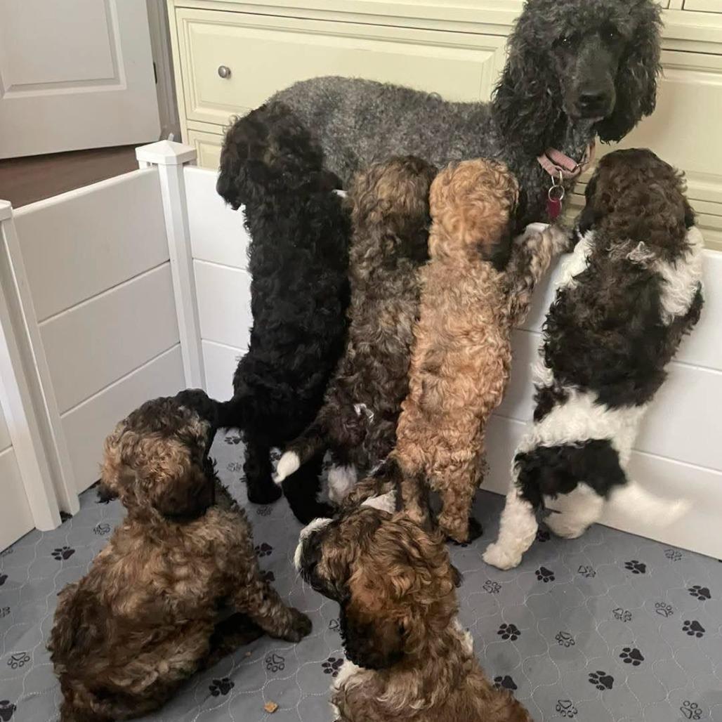 Standard Poodles for Adoption in Cape Coral, Florida | Petfinder