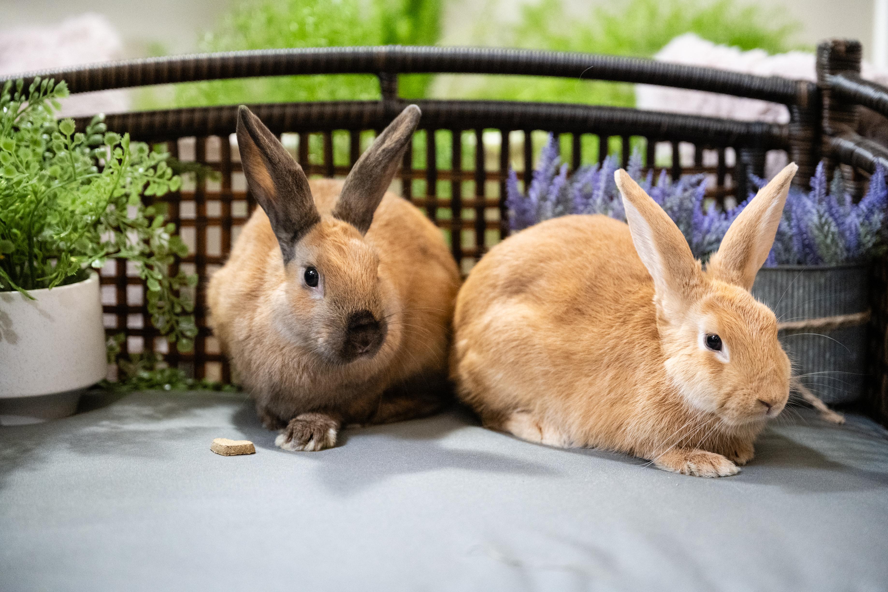 Enlarge Viridian, a Adoptable Bunny Rabbit in Saint Paul, MN image 1/3