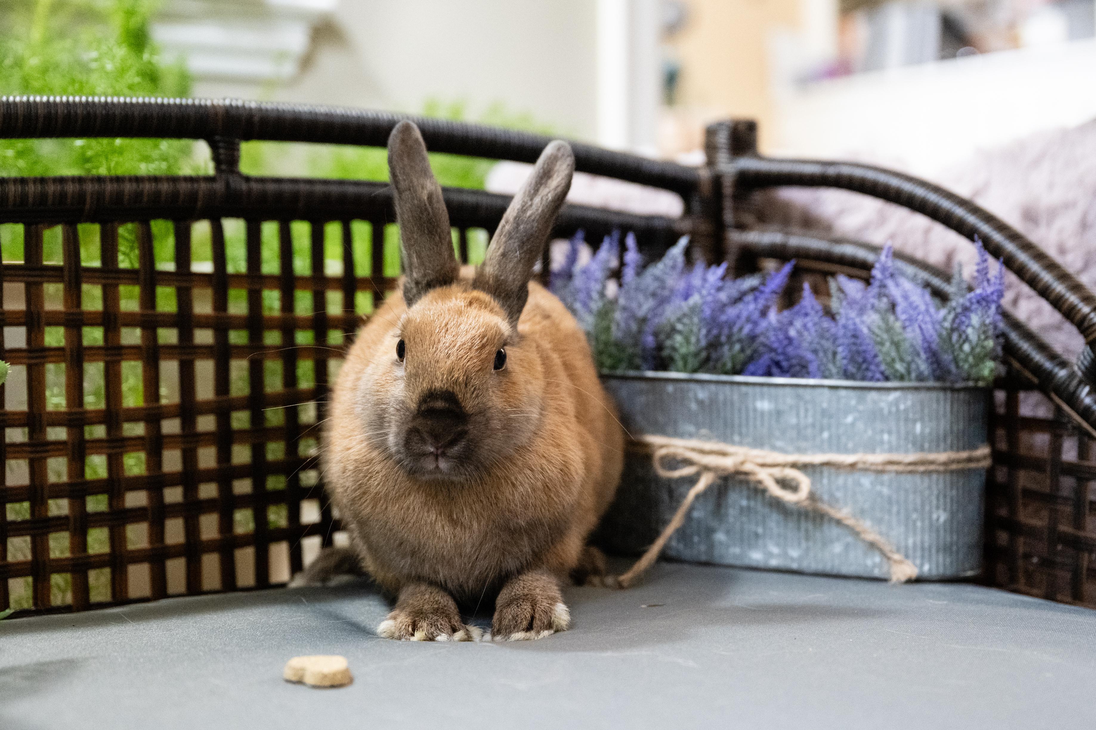 Enlarge Viridian, a Adoptable Bunny Rabbit in Saint Paul, MN image 2/3