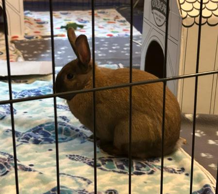 Enlarge Viridian, a Adoptable Bunny Rabbit in Saint Paul, MN image 4/6